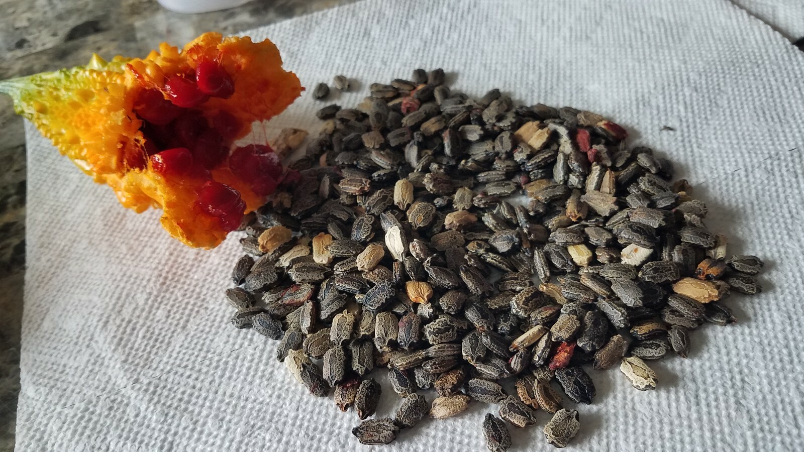 20 Rare Bittergourd , Wild black seed Ampalaya – US homegrown Karela parya seeds