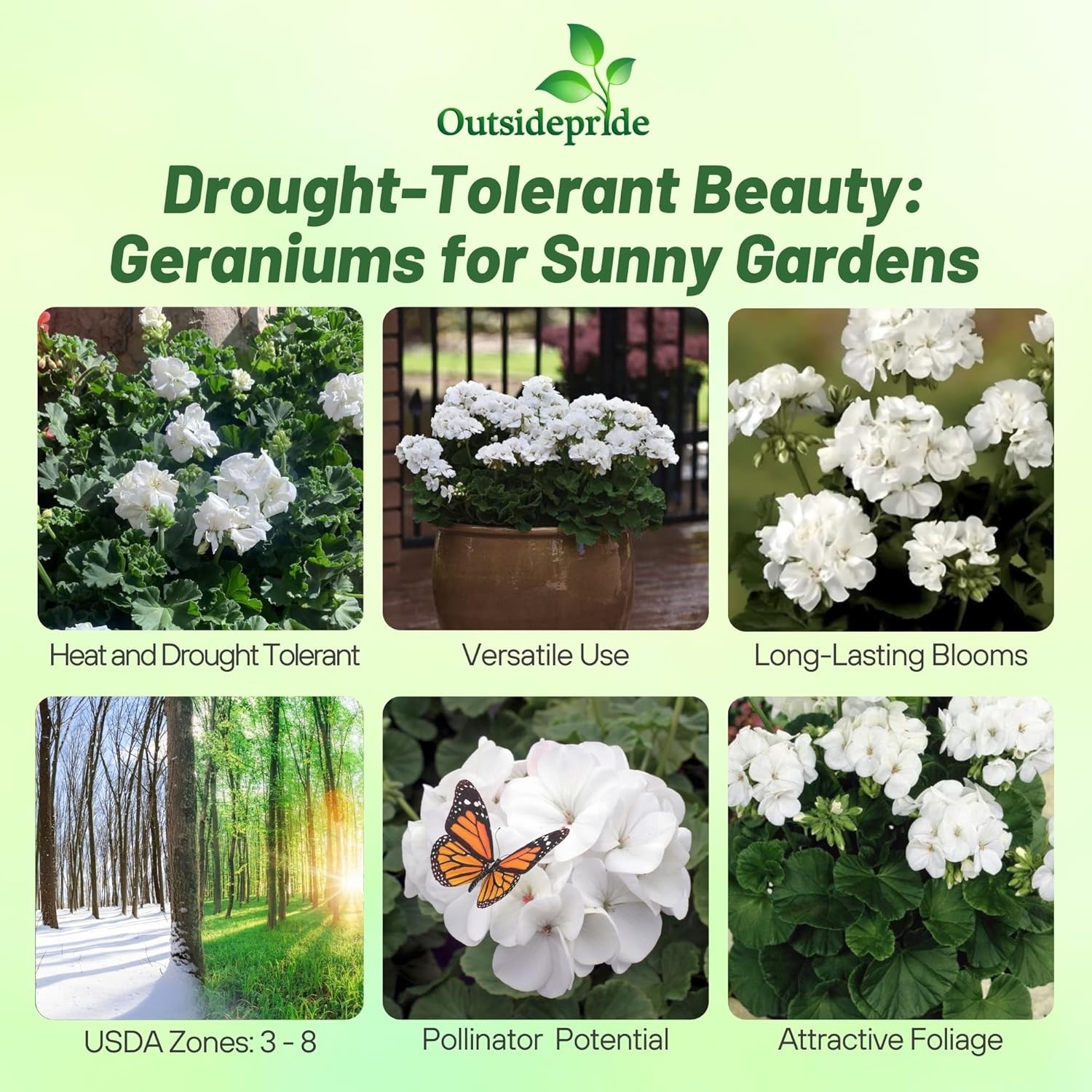 25 Seeds Geranium Pelargonium Geranium White Heat & Drought Tolerant Garden