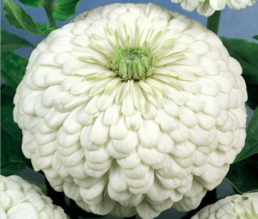 ZINNIA POLAR BEAR Zinnia Elegans – 1,000 Bulk Seeds
