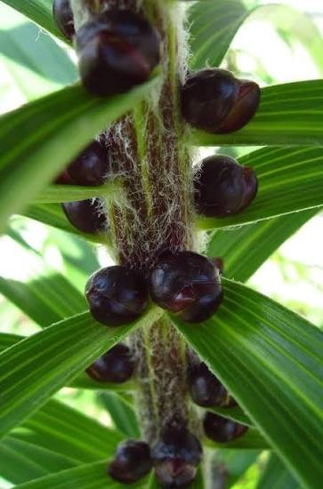 Orange Tiger Lilly Seeds-20 Seeds
