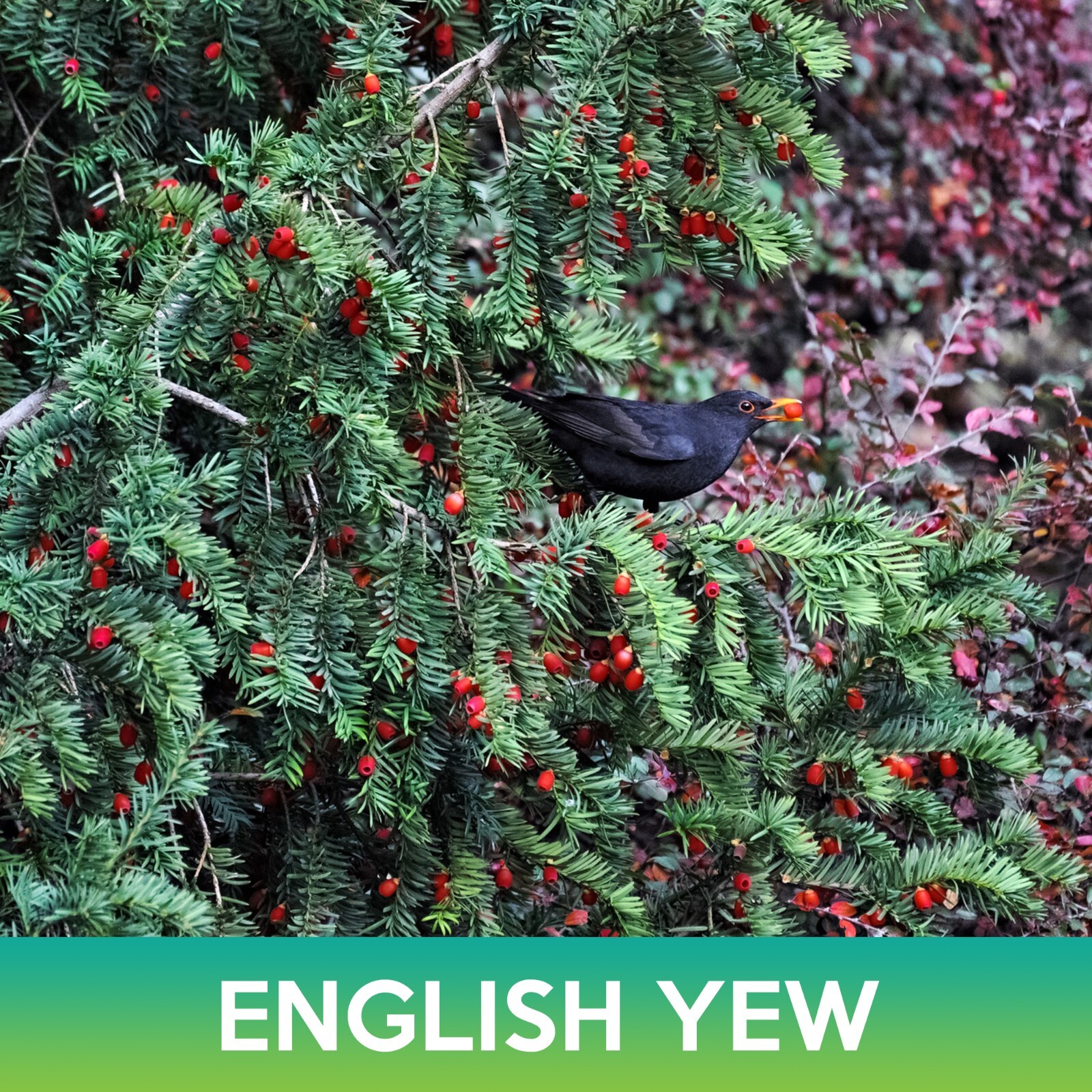 English Yew Tree Seeds, Common Yew, Taxus baccata