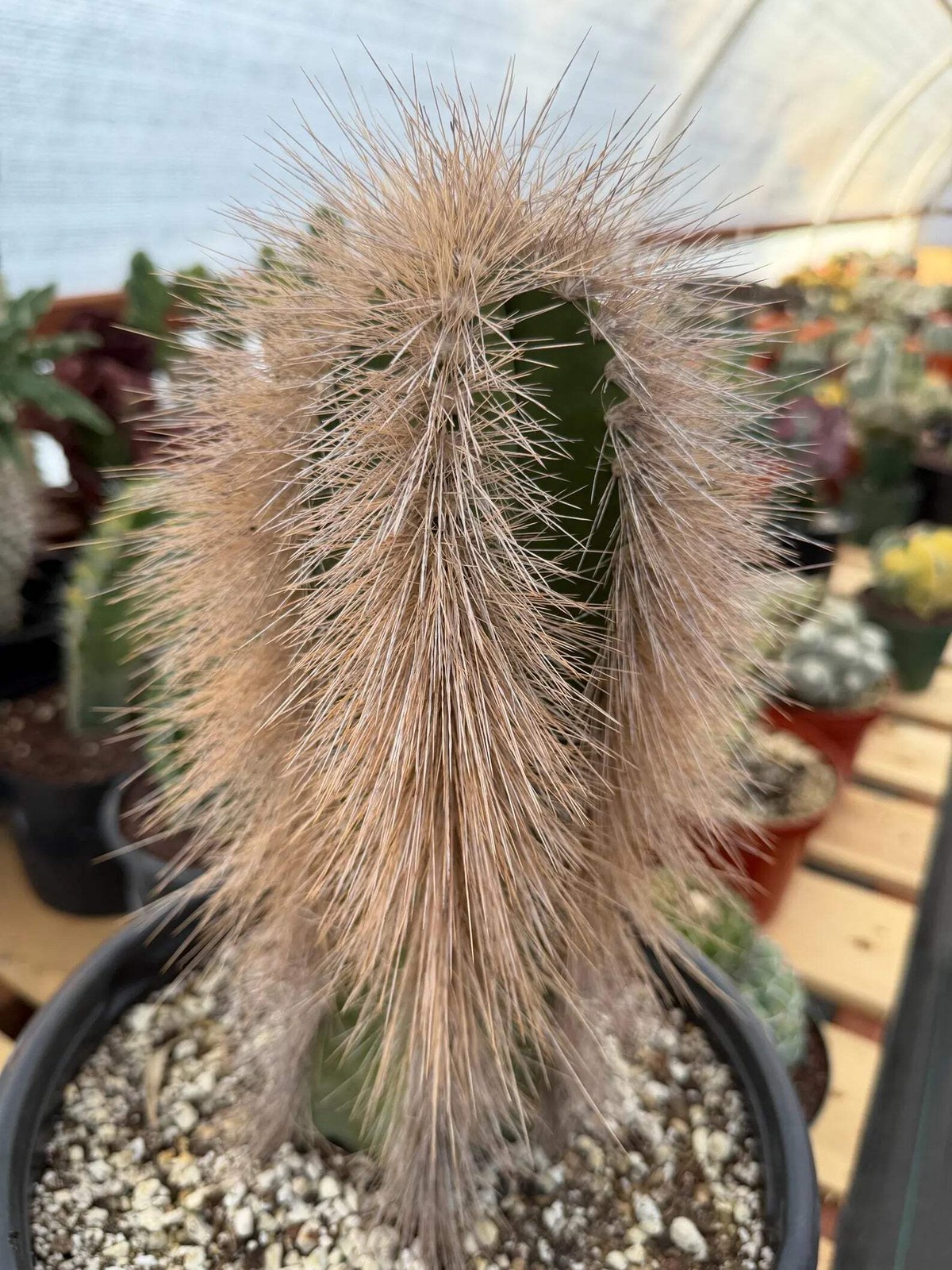 Woolly Rhino Columnar Cactus Cutting | Rare Calloused Live Plant Ready to Root #