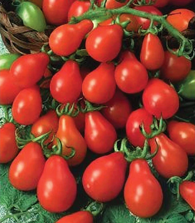 Tomato RED PEAR Indeterminate Heirloom Containers USA Non-GMO 100 seeds!