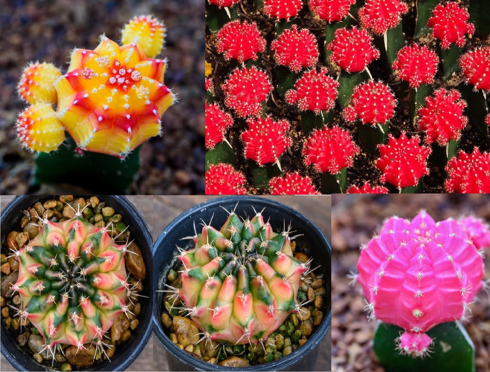 50 Gymnocalycium Species Mix Cacti Seeds – Vibrant Colored Cacti – Ships from Io