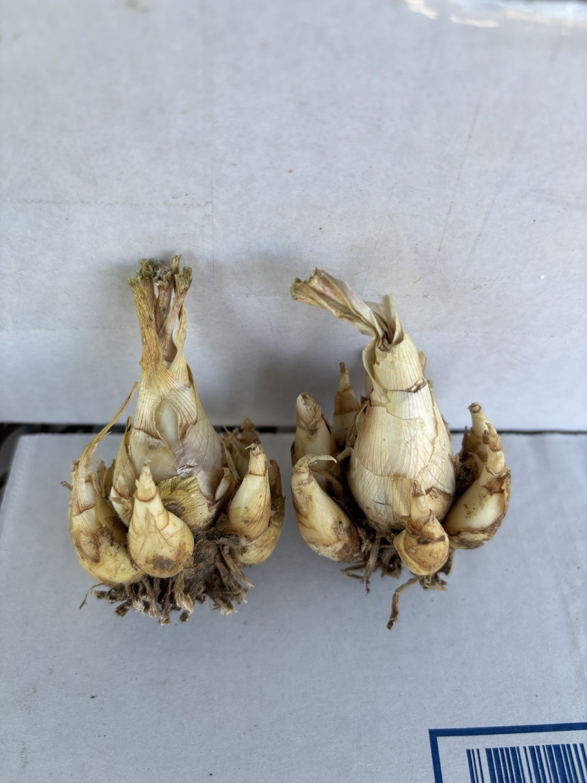 2 Tuberose Fragrance Double Pearl 2 Clump,Bulbs 5+Sz M/L sprouted Ready To Plant