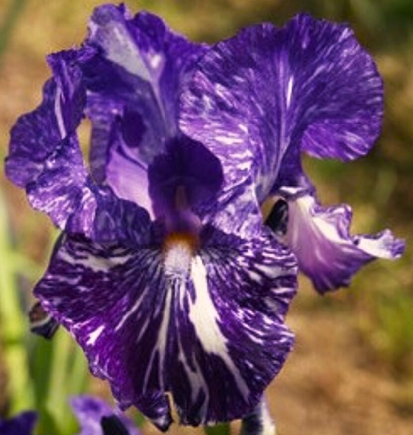 Batik Reblooming Bearded Iris Rhizome, Purple Flowering Perennial Iris Root