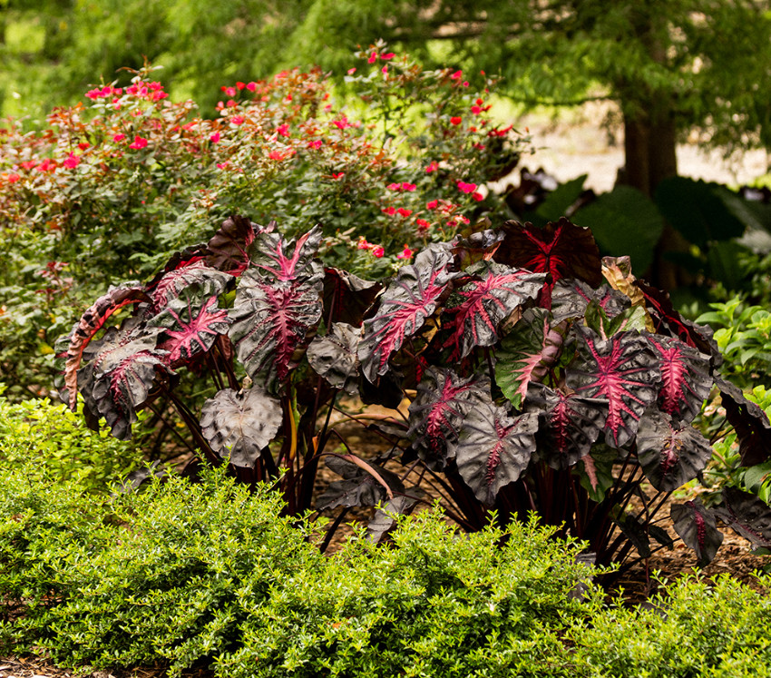 Colocasia Redemption Plant – 5-10″ Tall – Dark Red Elephant Ear Tropical Plant