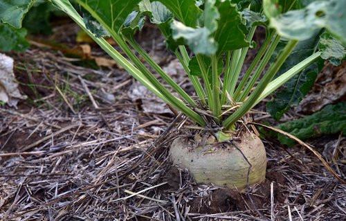 Heirloom SUGAR BEET SEEDS 500+ | NON-GMO – Make Sweet SUGAR | DEER MAGNET