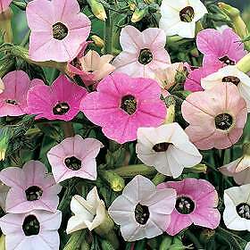 Nicotiana Marshmallow 1,000 seeds