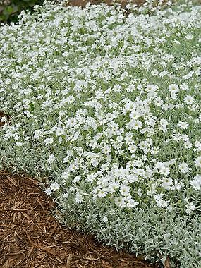 Cerastium tomentosum columnae Yo Yo 1,000 seeds