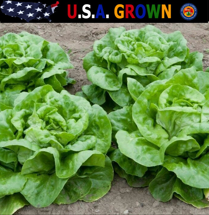 1000 Butter Crunch Butterhead Leaf Lettuce Seeds