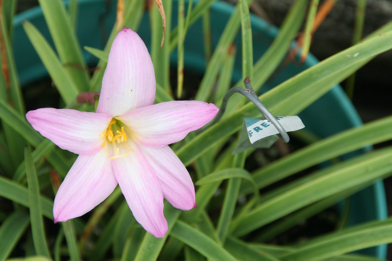 Rain Lily, Habranthus Argentina Pink, 2 bulbs, NEW, RARE, zephyranthes
