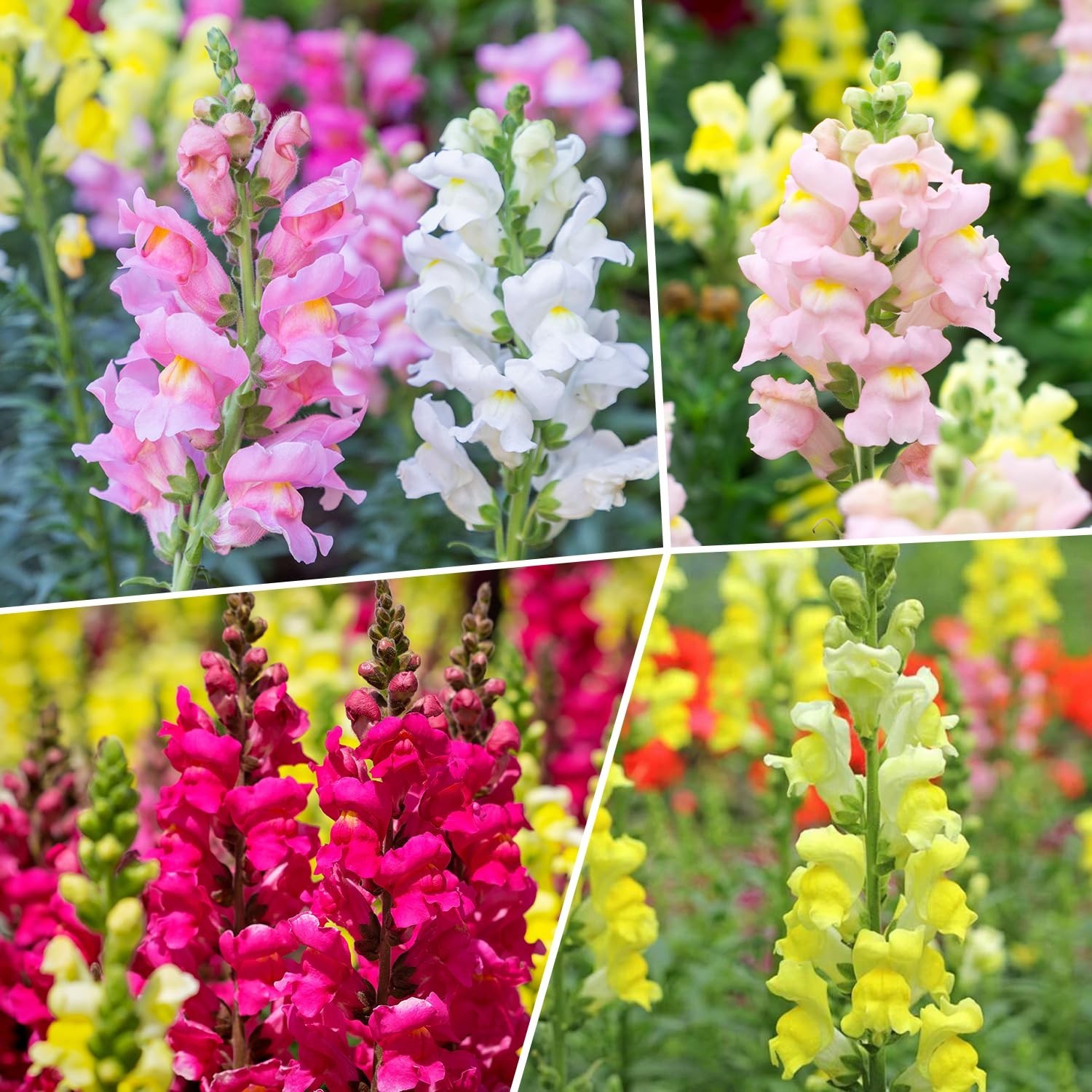 1500+ Snapdragon Seeds Mix – 18-24″ Tall Annual Wildflower Seeds for Garden & Co