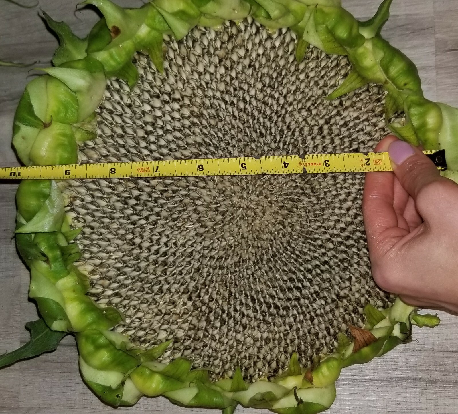 500 !!! Sunflower Seeds mix American Giant, Mammoth, Mongolian Giant, Arikara