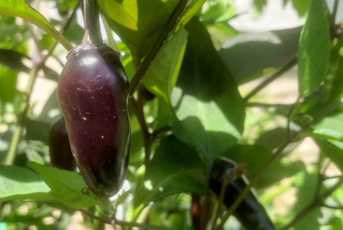 Purple Fire Jalapeno Pepper (20 Seeds) Sweet and hot!