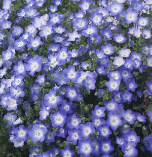 Nemophila Baby Blue Eyes 2,000 seeds