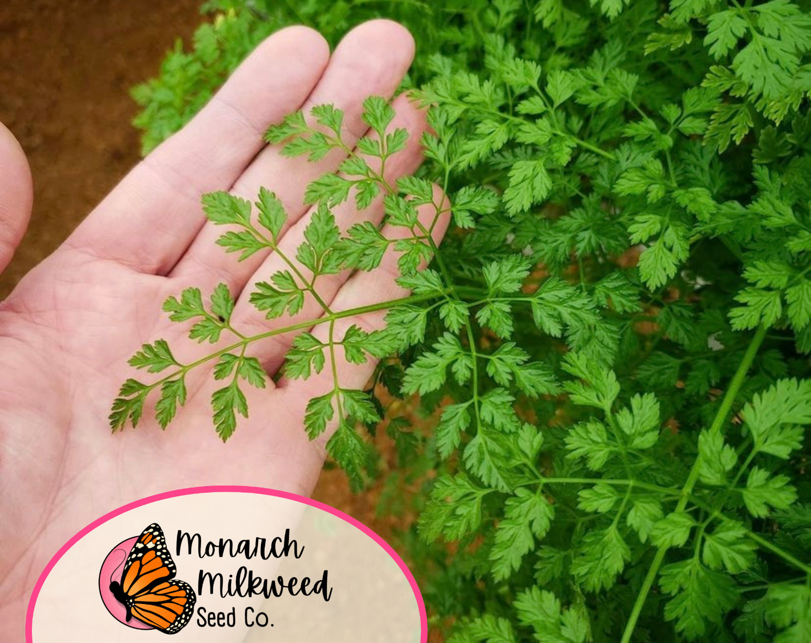 900+ Curled Chervil Seeds | Heirloom, Non-GMO, Herb Gardening Seed Packet, USA