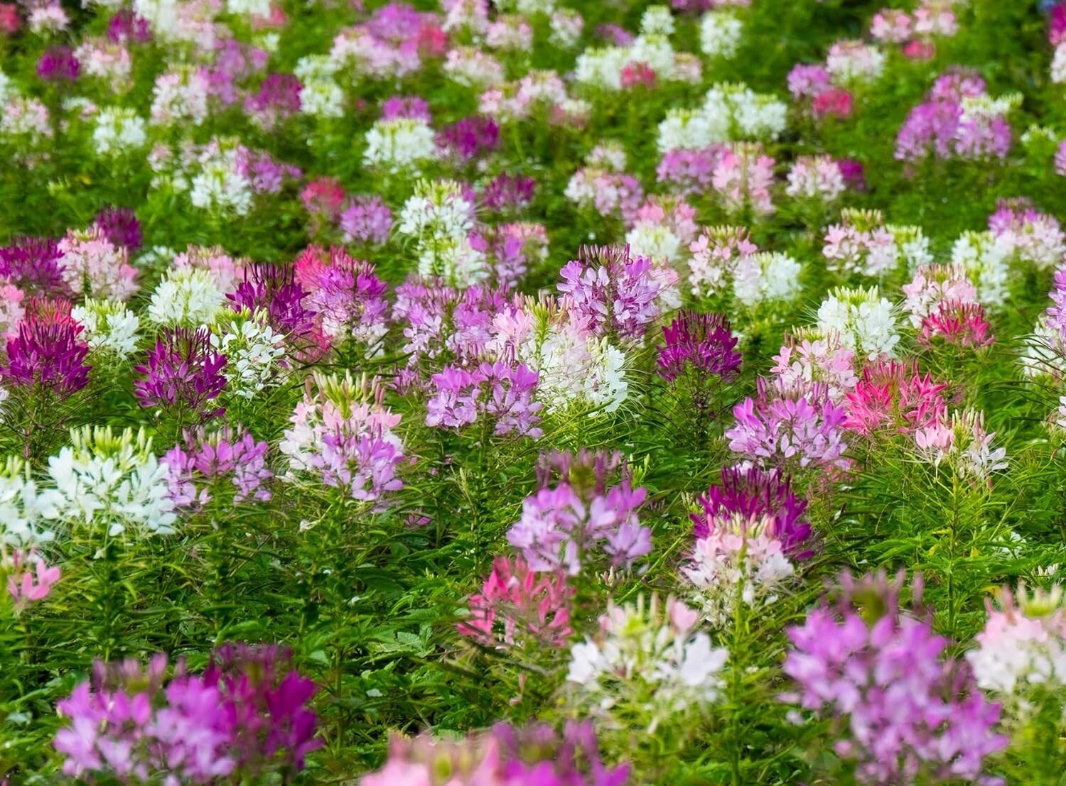500 Cleome Seeds – Spider Flower – Nectar Plant for Monarch Butterflies – Approx