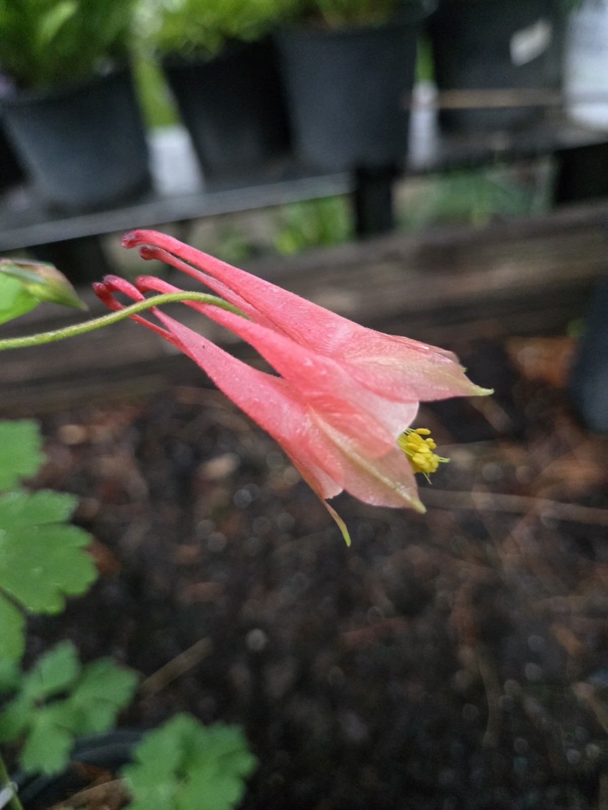 Canadian Columbine Live Plant Wildflower Bare Root Aquilegia Canadensis Flower