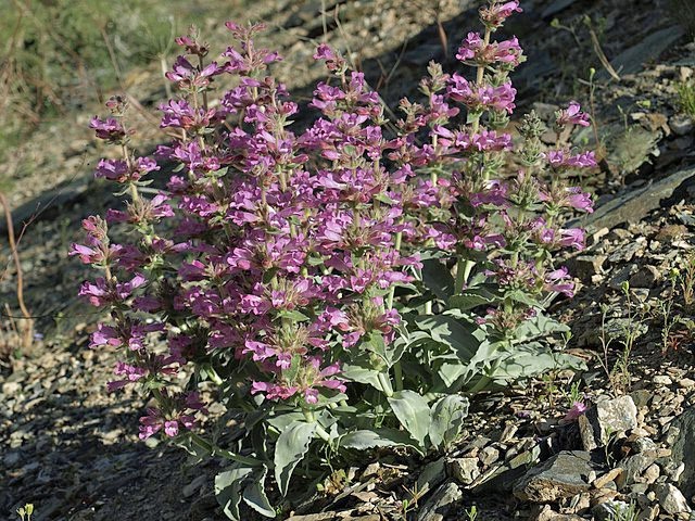 Penstemon monoensis | Mono Penstemon | 10 Seeds