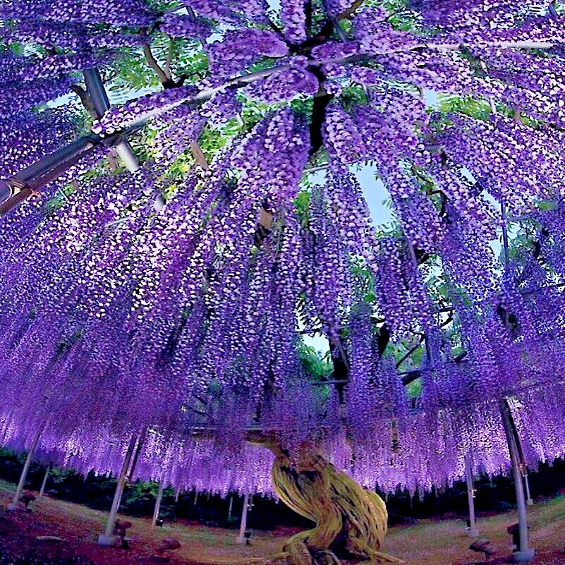 10 Chinese Blue Wisteria sinensis Tree Seeds Fast Flower Vine Hardy Bonsai Plant
