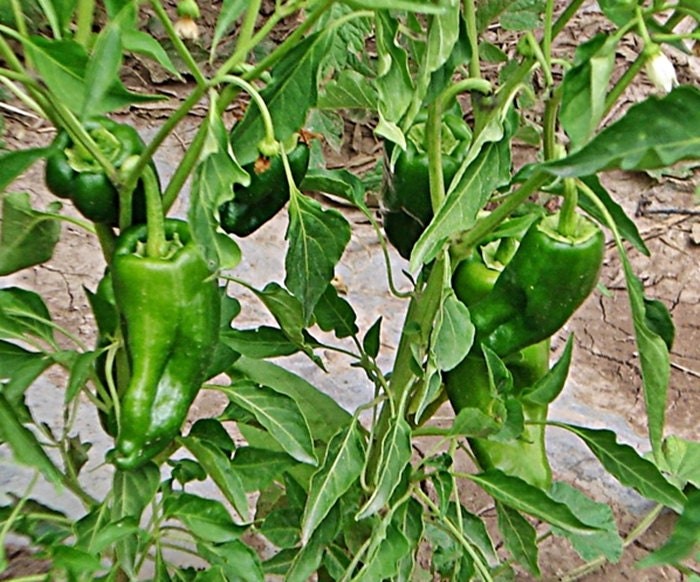 Ancho Grande Pepper Seeds Box Garden Seeds LLC Heirloom Easy Grow USA