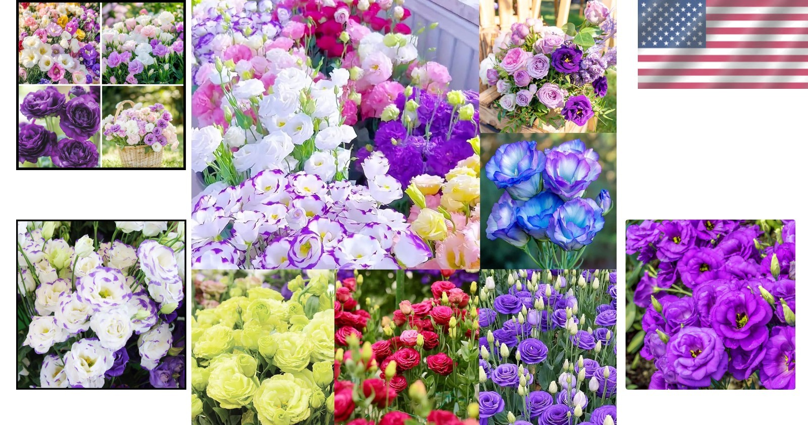 1000+ Mixed Lisianthus Thornless Rose Seeds – Fragrant Heirloom Flowers
