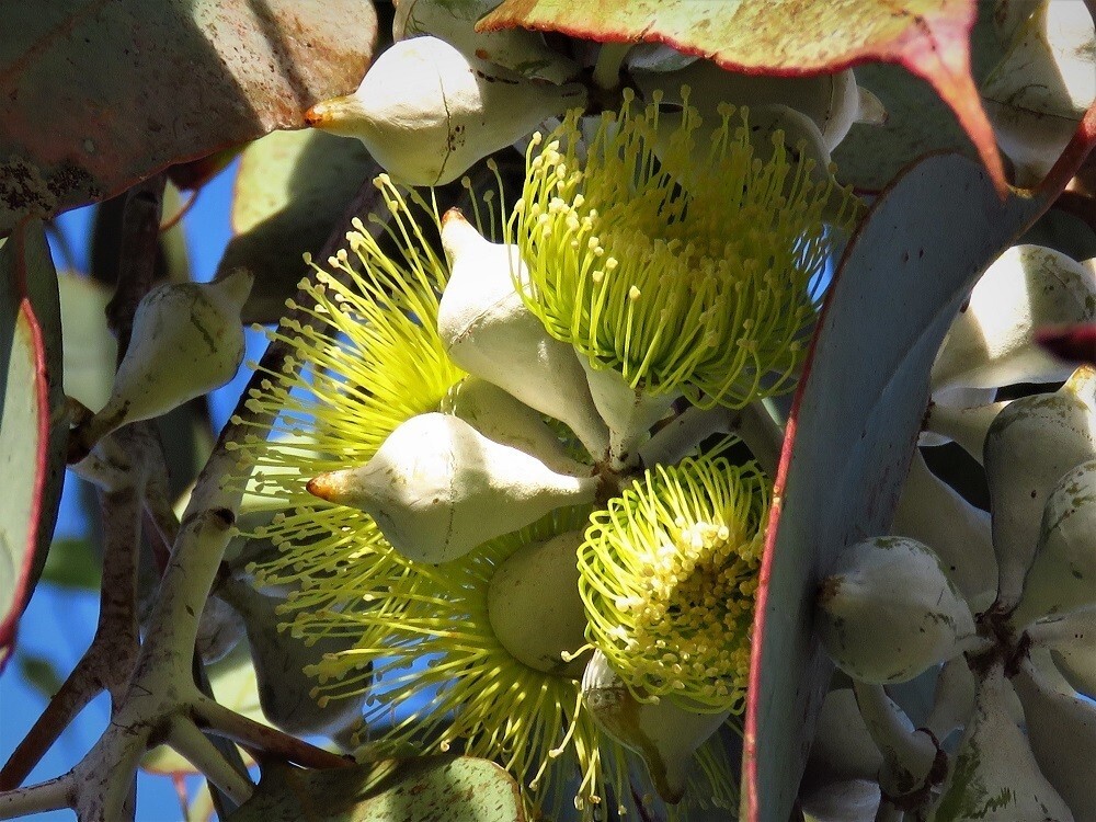 20+ Eucalyptus woodwardii Seeds – ‘Gungurra’, ‘Lemon-flowered Mallee’