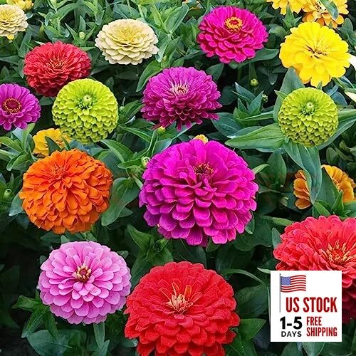 1000+ Crazy Blend Zinnia Seeds for Planting Zinnia Elegans Heirloom Open Normal