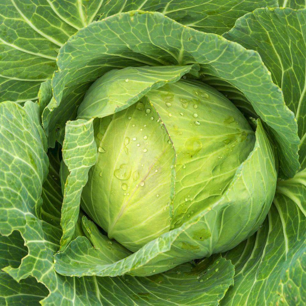 Golden Acre Cabbage Seeds 500+ Vegetable Garden US SELLER NON-GMO FREE SHIPPING