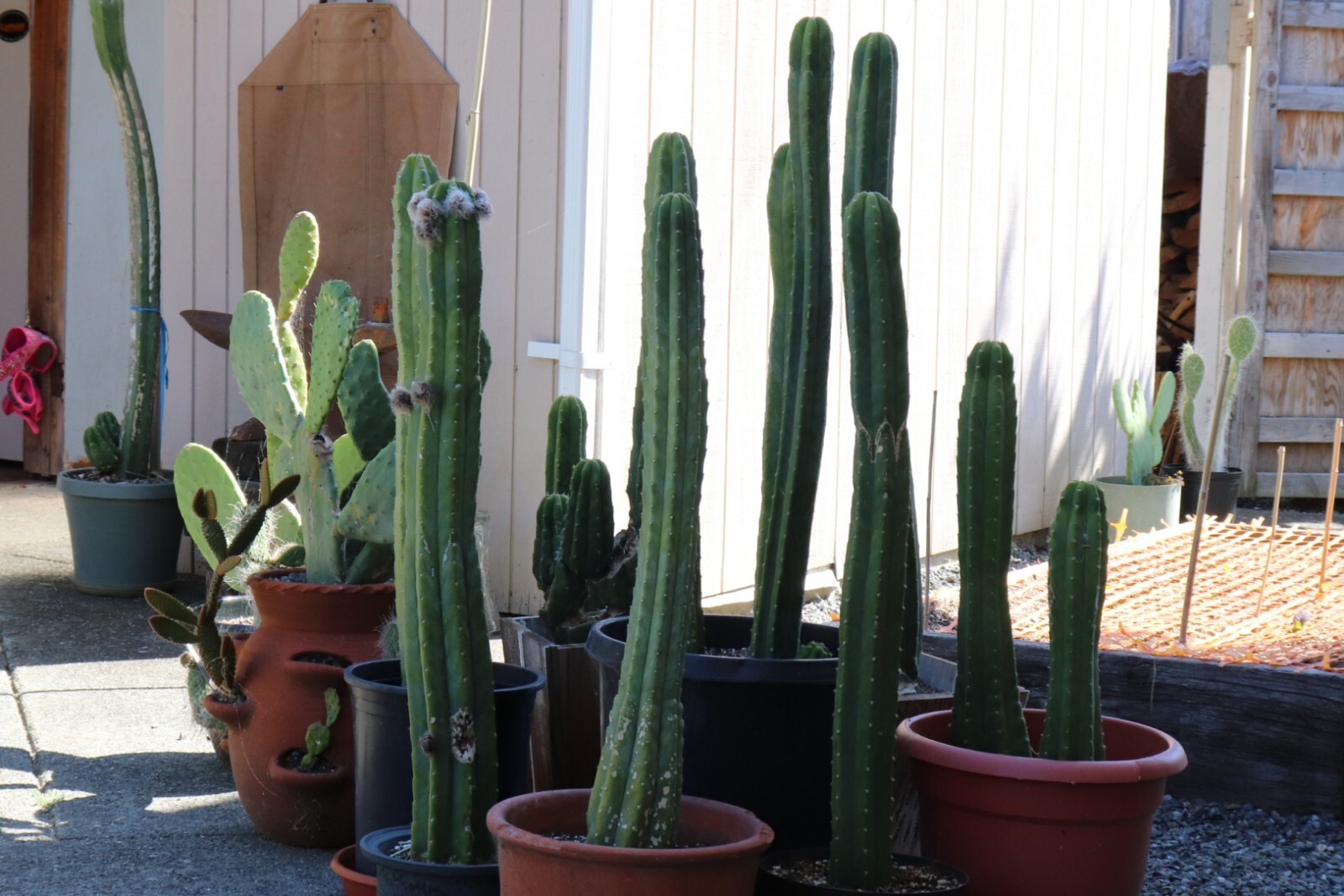 “Huachuma Peruvian Cluster LDSD” Trich. SPX PC. 2 -Ten inch Center cuts. .