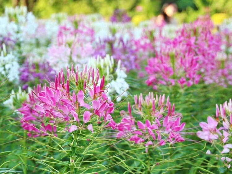 Spider Flower Seeds 300+ Cleome Spinosa Annual pink white Blooms Ships From NY
