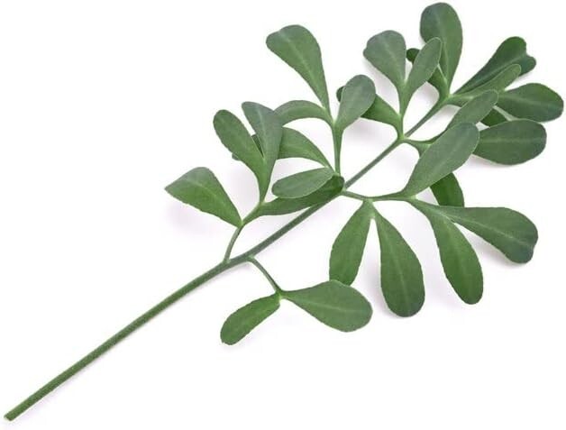 Rue Herb of Grace Ruta graveolens Premium Seed Packet