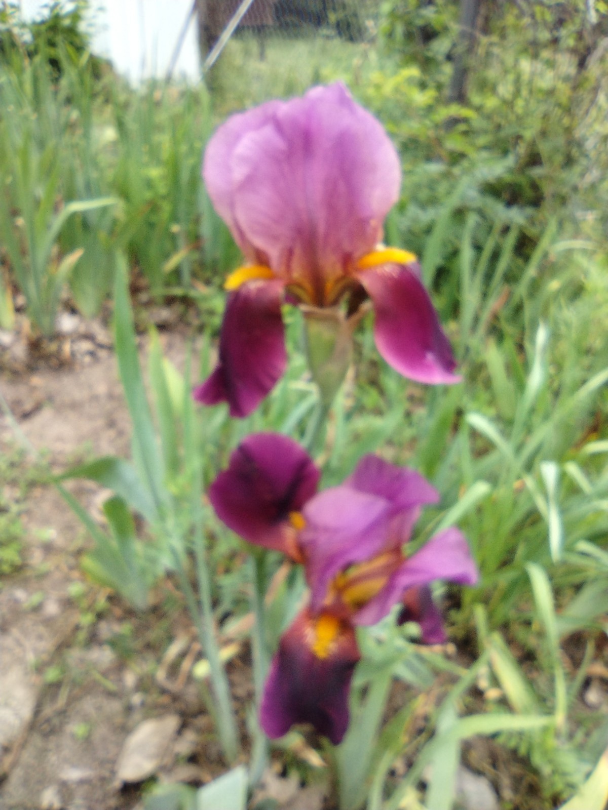 Hardy Iris Rhizomes – 5 Pack – Mixed Colors – Easy to Grow