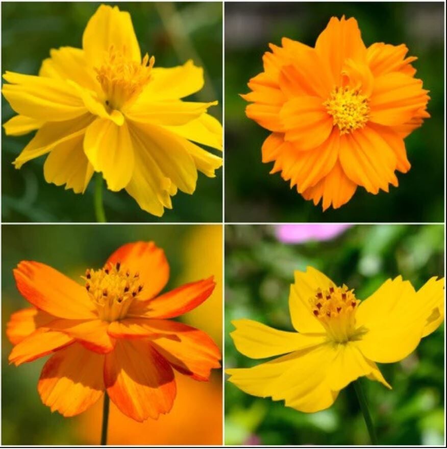 50+Seeds| Bright Lights Mix Sulphur Cosmos Seeds Seeds #L002