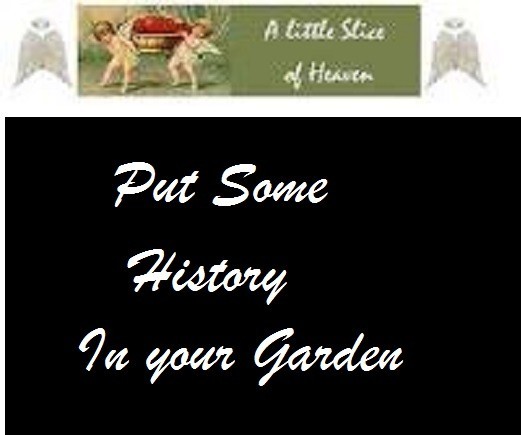 40 Cuostralee Heirloom Tomato Seeds” Plus 2 Packs of Vegetable Seeds
