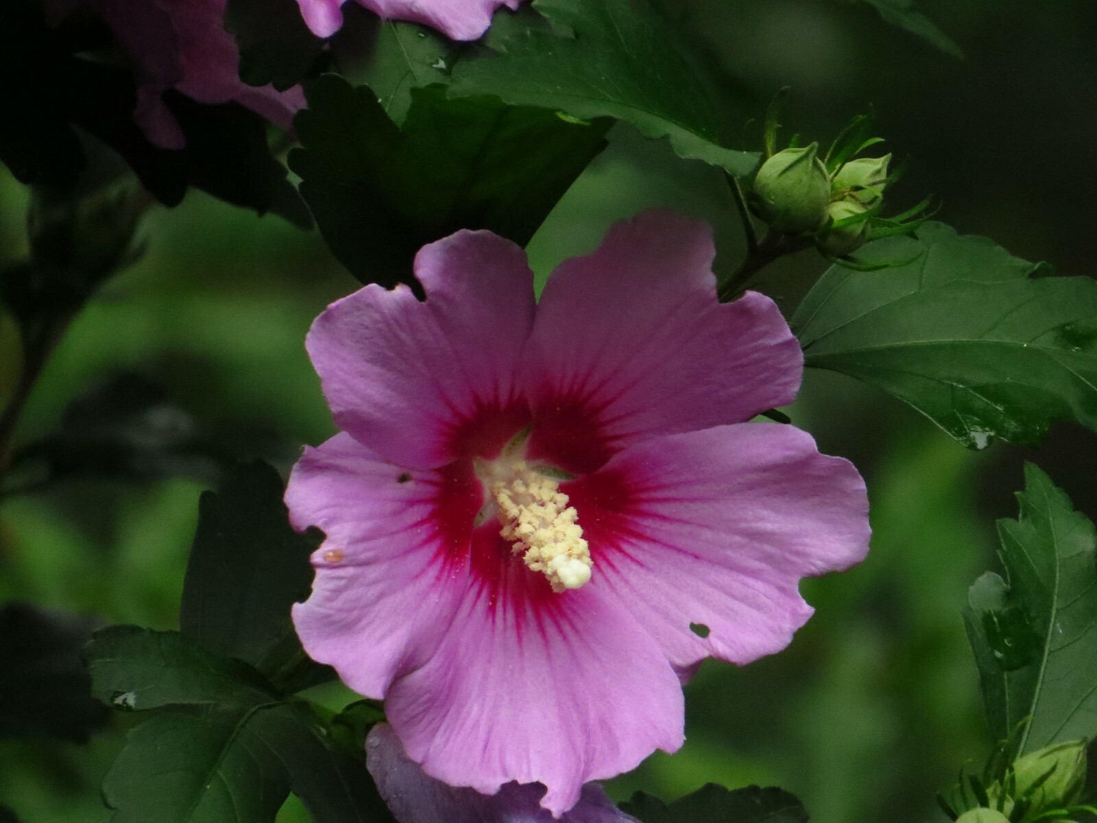 50+ Pink Rose of Sharon Seeds(Hibiscus syriacus/Aphrodite Althea/hardy hibiscus)