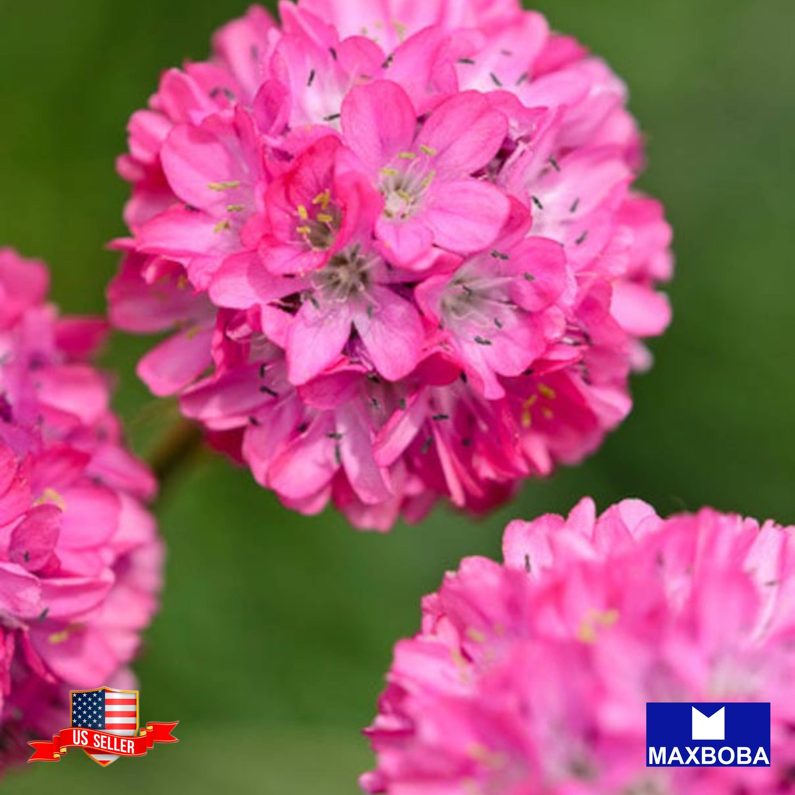 48 Armeria Seeds Maritima Series Non-GMO BOGO 50% OFF