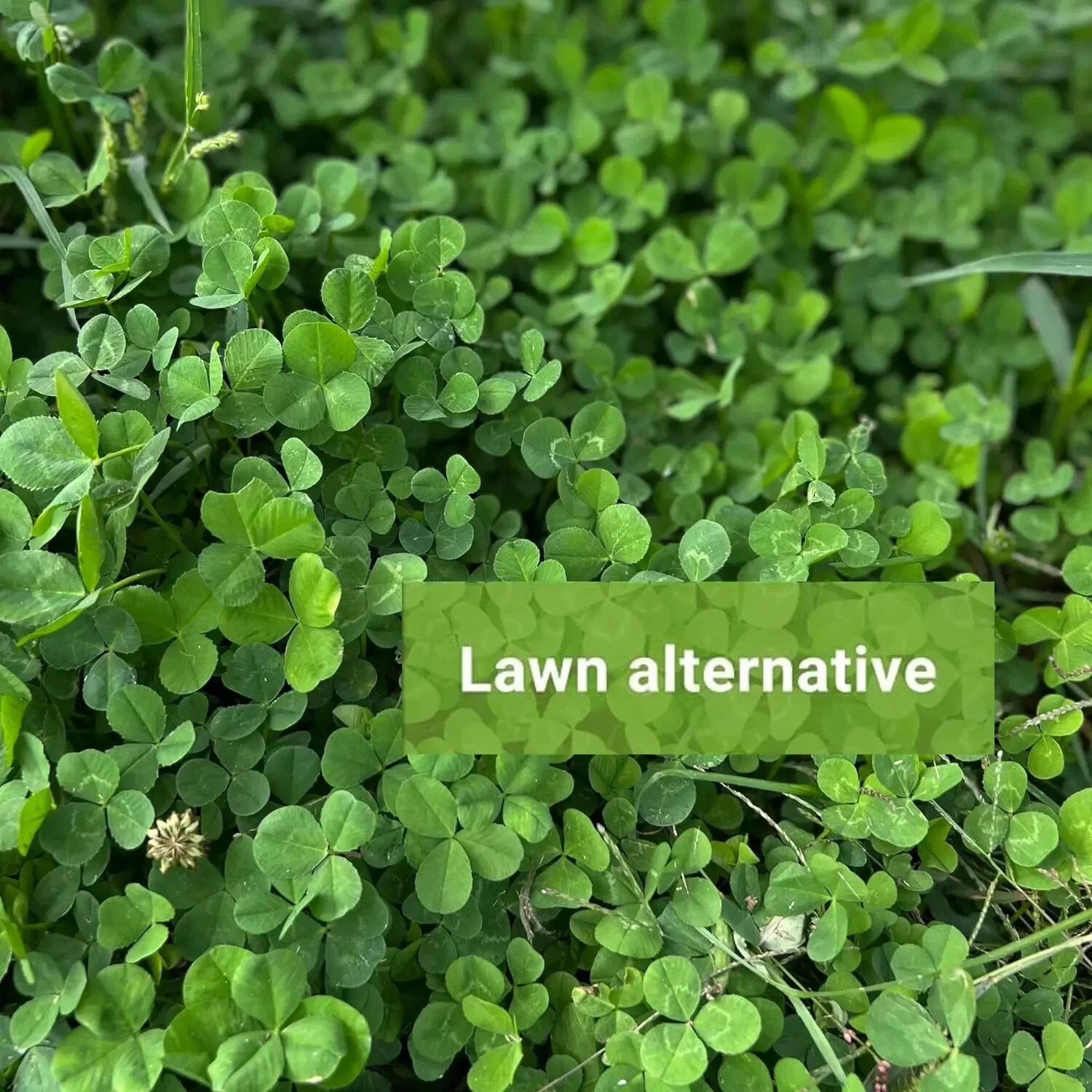 (2 Packs) Micro Clover Seeds Cover Crop Seeds / Fresh Flower 14,000–20,000 Seeds