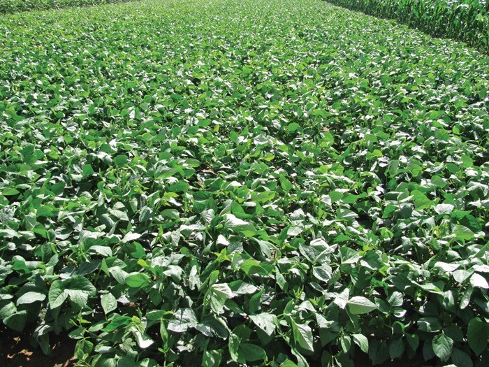 Cow Peas 10 lb. Forage Food Plots & Soil Health Heat‑Tolerant Drought‑Resistant