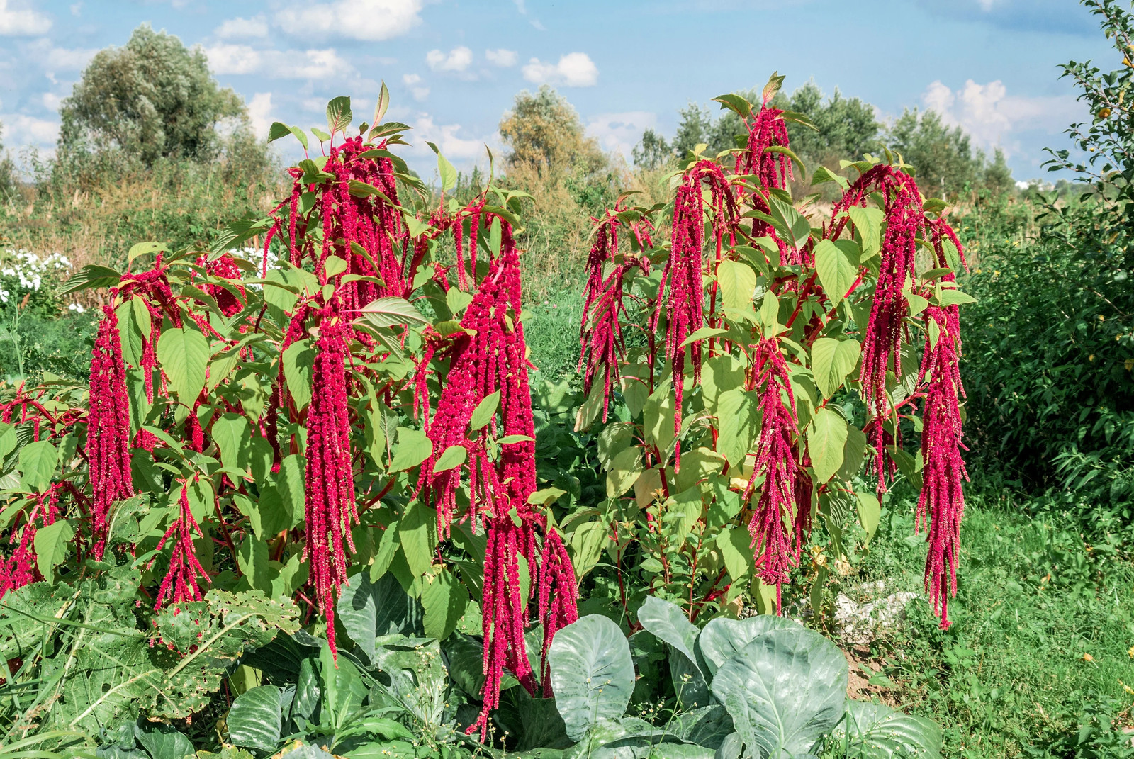 500 LOVE LIES BLEEDING Amaranthus Caudatus ( Kiss Me Over The Garden Gate ) Seed