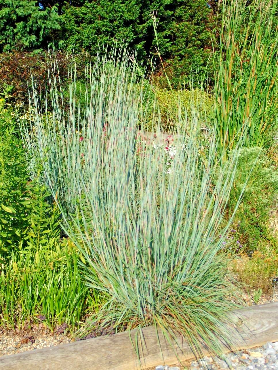 501+ LITTLE BLUESTEM Seeds Native Prairie Grass Ornamental Perennial Fall Colors