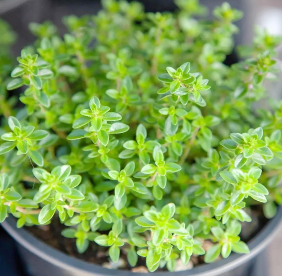 200 Lemon Thyme Seeds + 500 Shepherd’s Purse Seeds