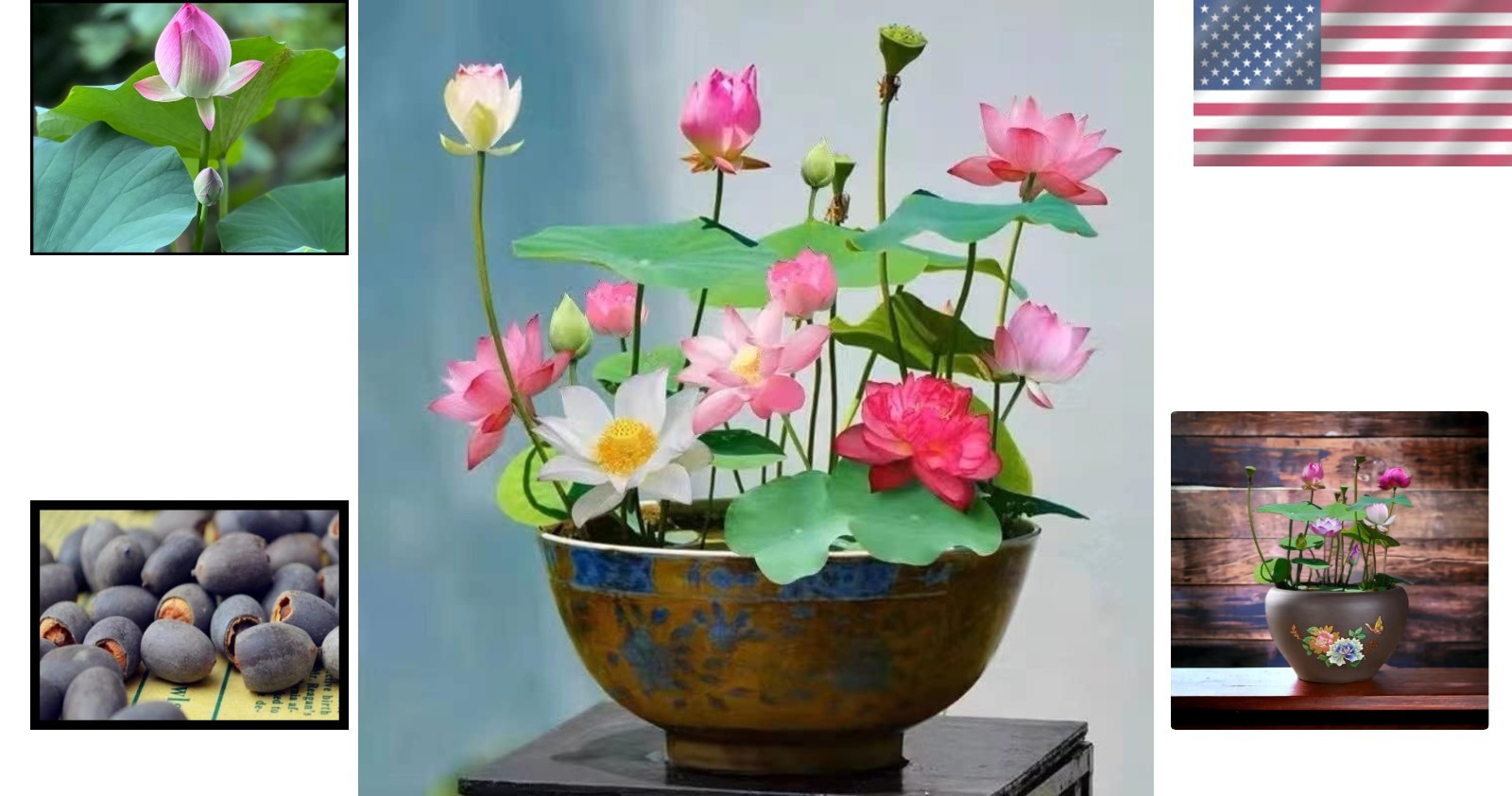10pcs Indoor/Outdoor Lotus Seeds – Beautiful Water Lily Plants for Any Space