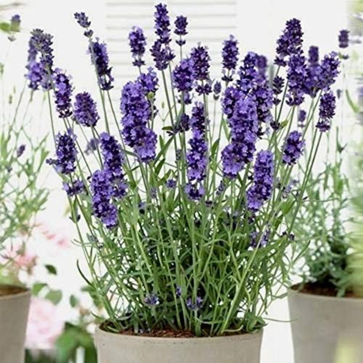 100 Lavender Flower Seeds Purple Bloom Herb Fragrant Garden Indoor Seed