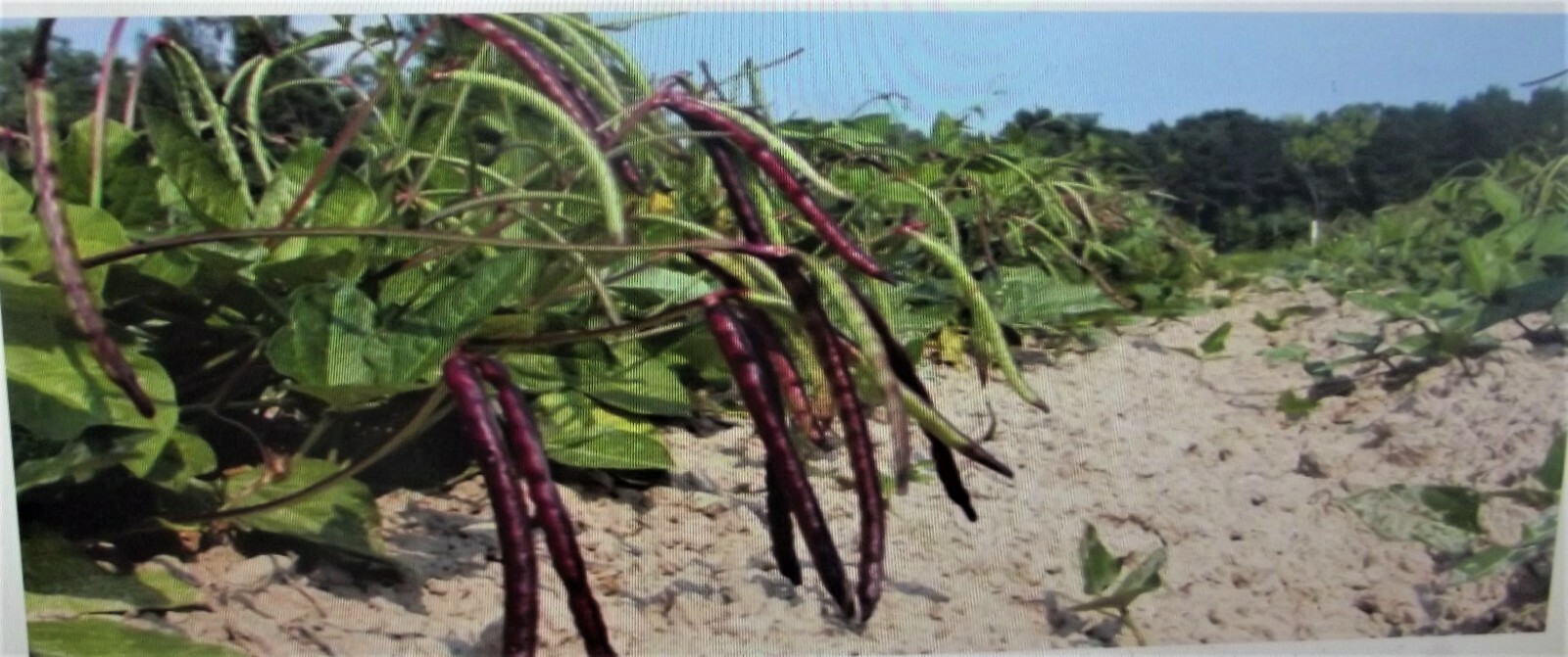 Pinkeye Purple Hull BVR Cowpeas Benefits St. Jude