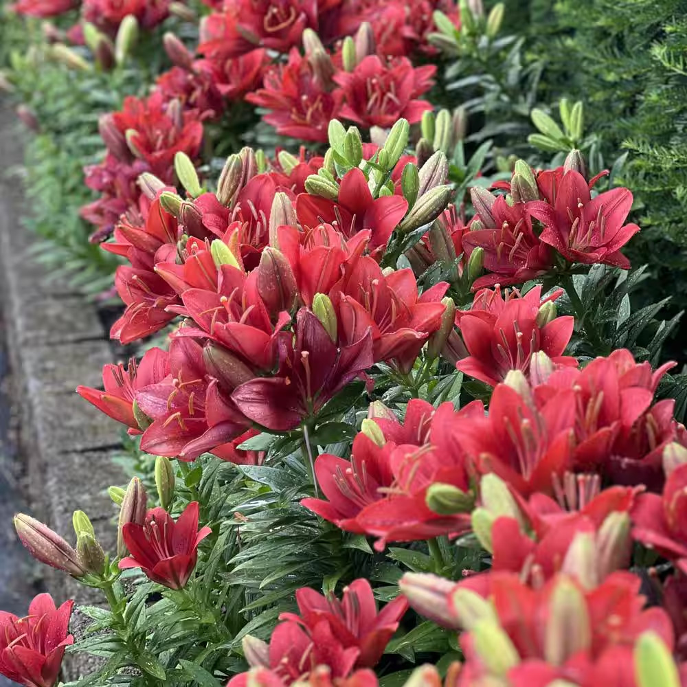 Lily Summer Scarlet LA Hybrid Bulbs (5-Pack)