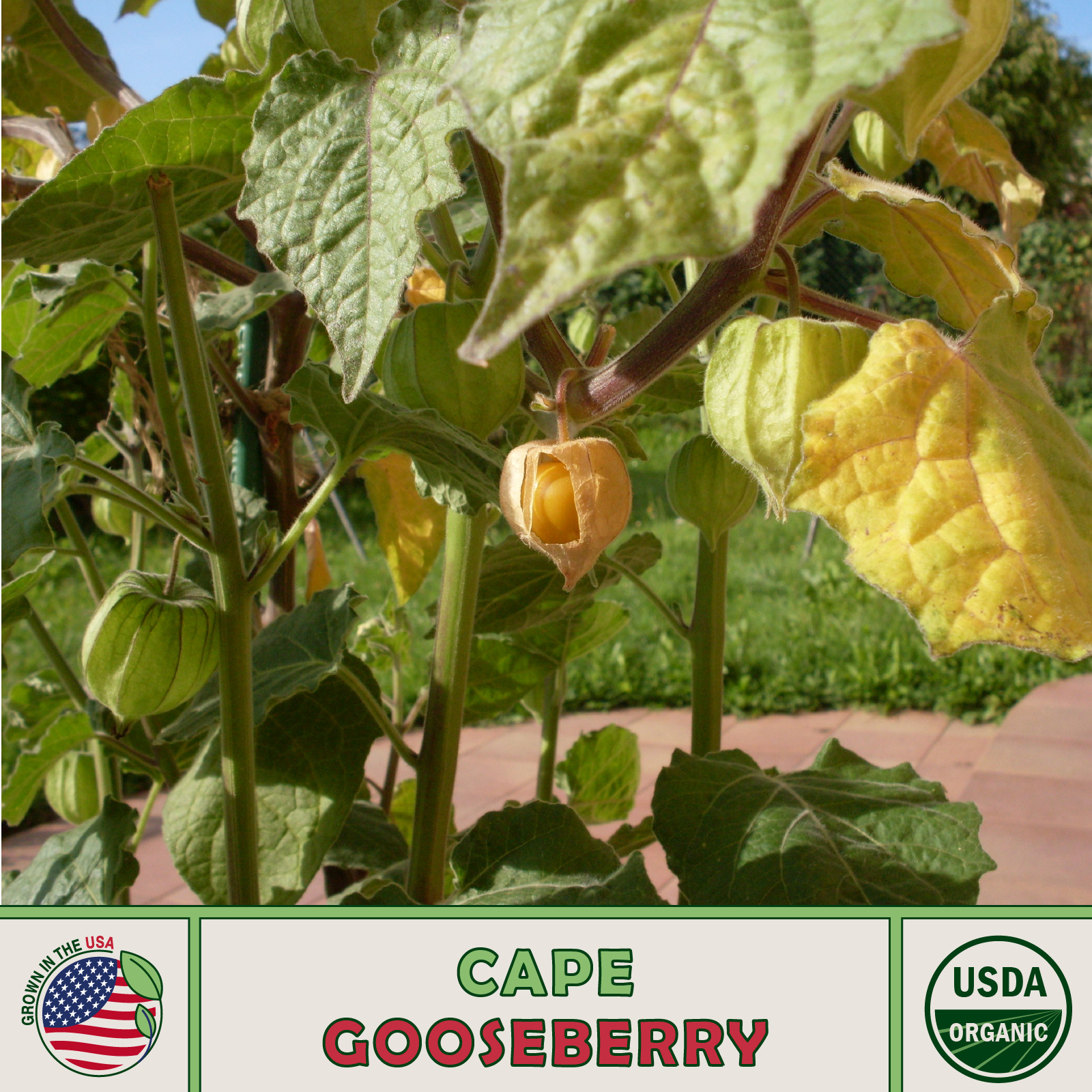20 Cape Gooseberry Seeds, Peruvian Ground Cherry, Organic, Open-Pollinated, USA