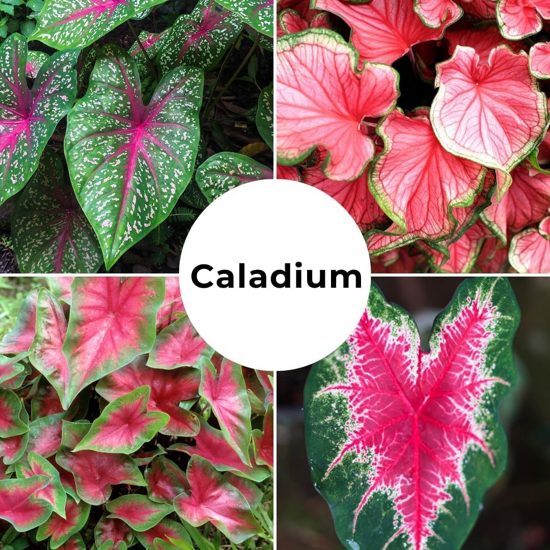 Exquisite Fancy Mix Caladium Bulbs – Pack of 10, Vibrant Indoor & Outdoor Decor