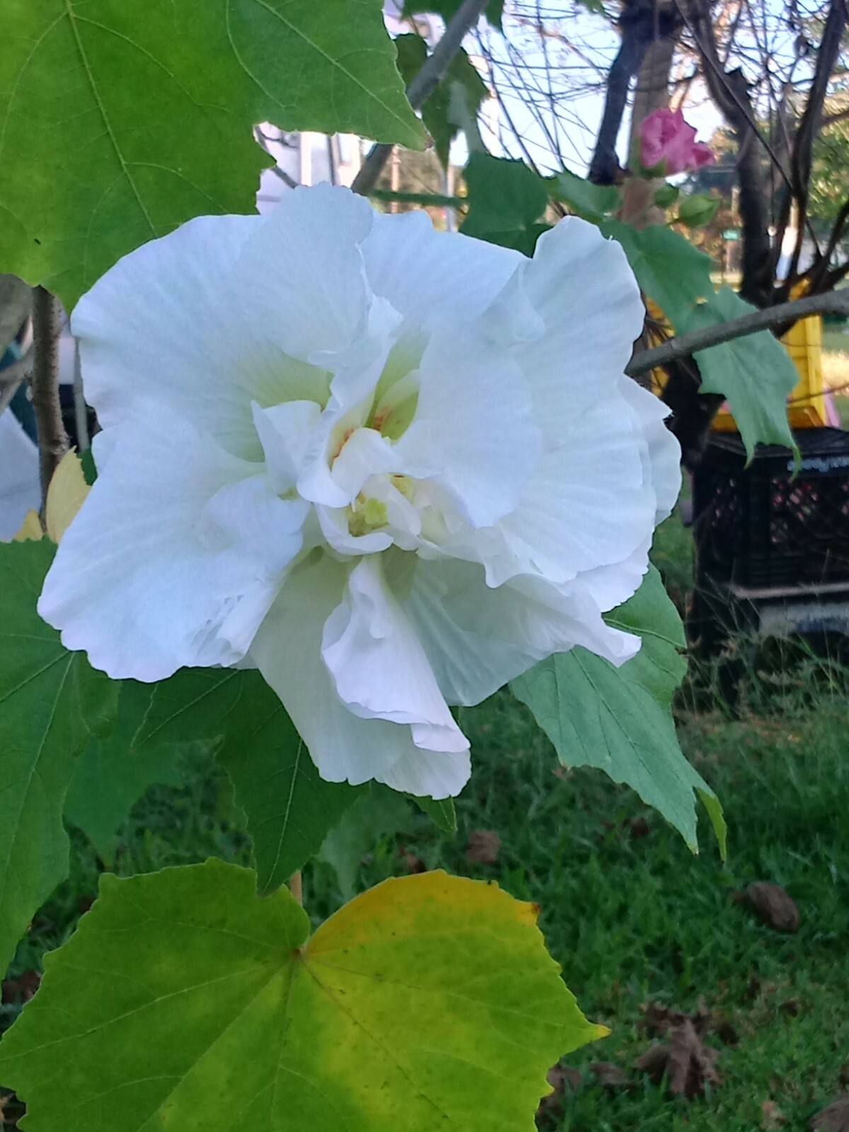 One Dozen Seeds: Southern Confederate Rose Hibiscus Mutabilis Dixie Rosemallow